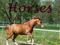 Hästar